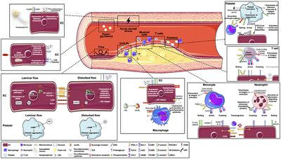 Where the Action Is—Leukocyte Recruitment in Atherosclerosis